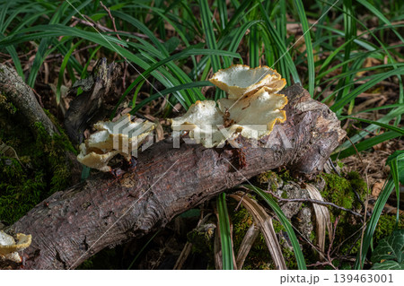 Funnel-shaped Lentinus brumalis fungus growing on a log among green grass in a forest during winter season Funnel-shaped Lentinus brumalis fungus growing on a log among green grass in a forest during winter season 139463001