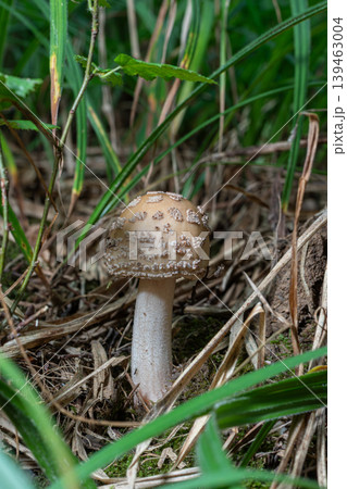 Mushroom Amanita rubescens found in a forest during late summer showing reddish-pink bruising on its cap as it grows among grass and leaves 139463004