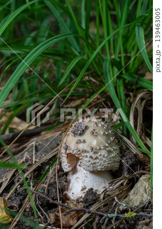 Mushroom growing in soil among grass near a forest during a sunny day in late summer Mushroom growing in soil among grass near a forest during a sunny day in late summer 139463005