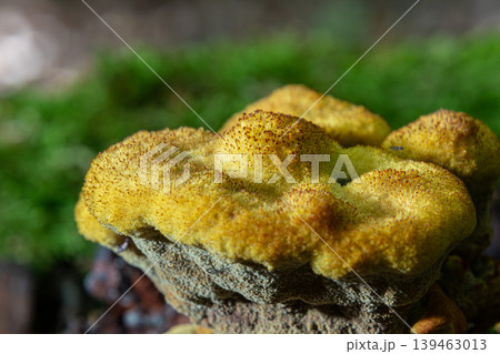 Massive yellow-brown fungus known as Phaeolus schweinitzii growing on a tree in a forest setting during daytime 139463013