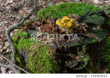Phaeolus schweinitzii grows on a tree stump in a forest setting during daytime in early autumn 139463014