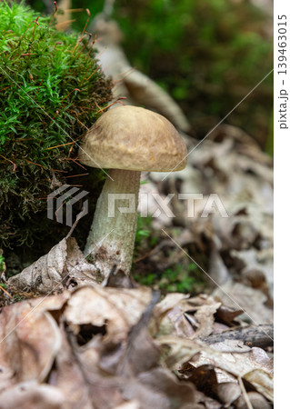 Birch bolete mushroom grows among leaves and moss in a forest during autumn 139463015