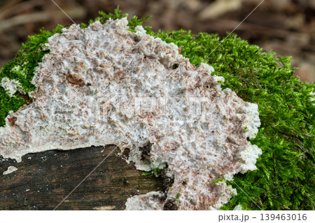 Light crust fungus Schizopora paradoxa growing on wood surrounded by moss in a forest during spring Light crust fungus Schizopora paradoxa growing on wood surrounded by moss in a forest during spring 139463016