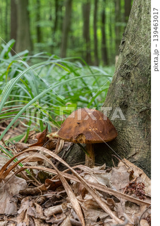 Brown birch bolete mushroom growing near a tree in a green forest during a sunny day in late summer Brown birch bolete mushroom growing near a tree in a green forest during a sunny day in late summer 139463017