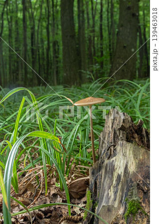 Hymenopellis radicata growing on forest floor near a tree stump surrounded by grass and leaves in a wooded area during daylight Hymenopellis radicata growing on forest floor near a tree stump surrounded by grass and leaves in a wooded area during daylight 139463018