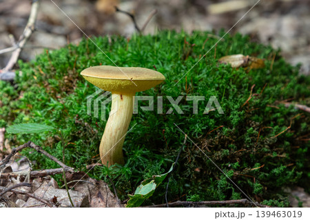 Xerocomellus chrysenteron grows among moss in a forest setting during a sunny day with scattered sunlight filtering through the trees Xerocomellus chrysenteron grows among moss in a forest setting during a sunny day with scattered sunlight filtering through the trees 139463019