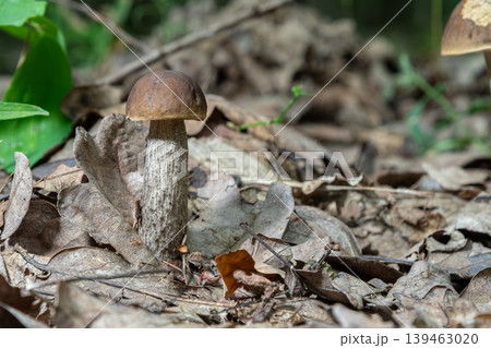 Brown birch bolete mushrooms grow among leaves in a forest during autumn as they reach maturity and are ready for harvest 139463020