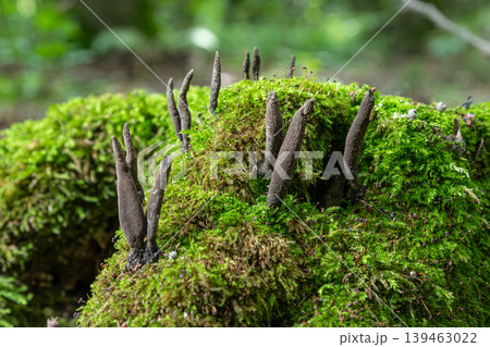 Xylaria polymorpha grows in rich green moss among decaying wood in a forest during late spring in a temperate climate Xylaria polymorpha grows in rich green moss among decaying wood in a forest during late spring in a temperate climate 139463022