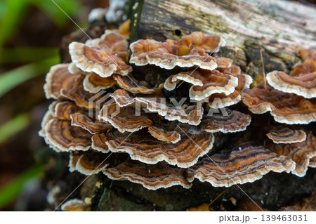 Mycena crocata and Hymenochaete rubiginosa thriving on decaying wood in a forest setting during the early morning light Mycena crocata and Hymenochaete rubiginosa thriving on decaying wood in a forest setting during the early morning light 139463031