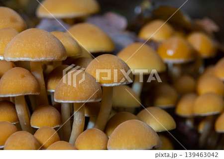 The Conifer Tuft specialises on coniferous dead wood. The stipes are often bent and they grow in tight clumps. The parasol flattens as they grow The Conifer Tuft specialises on coniferous dead wood. The stipes are often bent and they grow in tight clumps. The parasol flattens as they grow 139463042