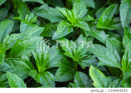 Sphagneticola trilobata, commonly known as Bay Biscayne creeping-oxeye. 139463045