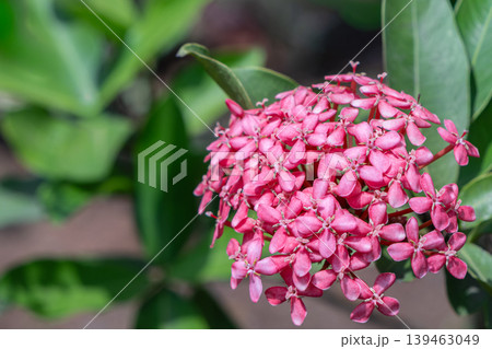 Ixora coccinea commonly known as Jungle Flame or Flame of the Woods or Ixora chinensis Chinese Ixora Ixora coccinea commonly known as Jungle Flame or Flame of the Woods or Ixora chinensis Chinese Ixora 139463049
