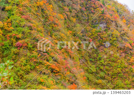 紅葉に染まる磐梯山の山肌 鮮やかな赤と黄色のコントラスト 秋の絶景 福島県 139463203