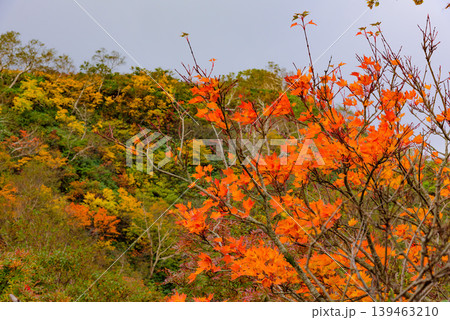 紅葉に染まる磐梯山の山肌 鮮やかな赤と黄色のコントラスト 秋の絶景 福島県 紅葉に染まる磐梯山の山肌 鮮やかな赤と黄色のコントラスト 秋の絶景 福島県 139463210
