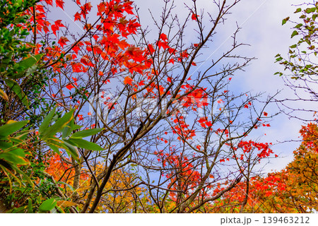 磐梯山の鮮やかな紅葉 真っ赤に色付く木々のズームアップ 10月の秋風景 福島県 139463212