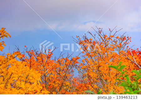 磐梯山の鮮やかな紅葉 真っ赤に色付く木々のズームアップ 10月の秋風景 福島県 磐梯山の鮮やかな紅葉 真っ赤に色付く木々のズームアップ 10月の秋風景 福島県 139463213