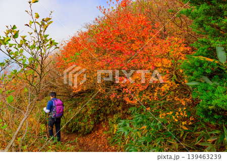 秋の磐梯山 下山道の風景 紅葉に包まれたトレイルを歩く登山者 福島県 139463239