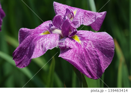初夏に華やかな色彩をまとう花菖蒲 初夏に華やかな色彩をまとう花菖蒲 139463414