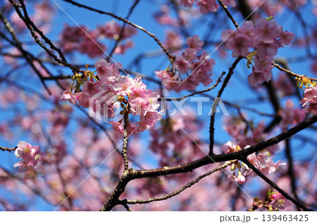青空を背景にした河津桜 139463425