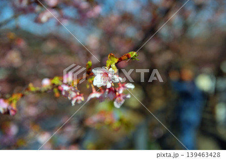 青空を背景にした河津桜 青空を背景にした河津桜 139463428