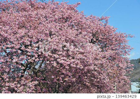 青空を背景にした河津桜 139463429