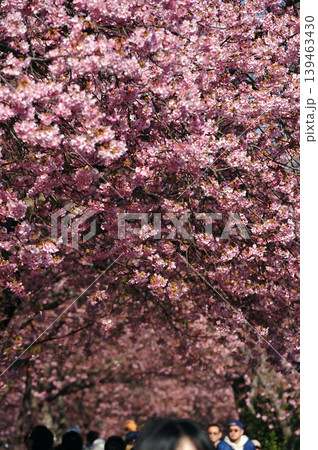 青空を背景にした河津桜 青空を背景にした河津桜 139463430