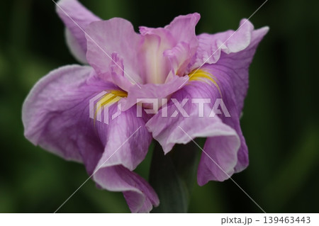 華やかな見た目から人気の高い花菖蒲 139463443