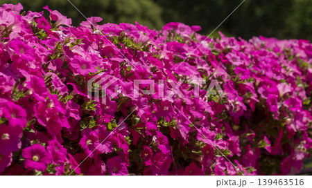 Jarasum Flower Festival 139463516