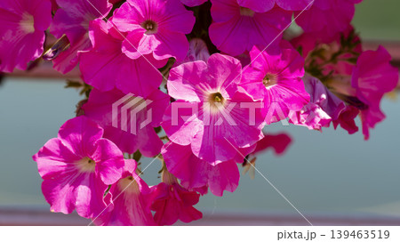 Jarasum Flower Festival Jarasum Flower Festival 139463519