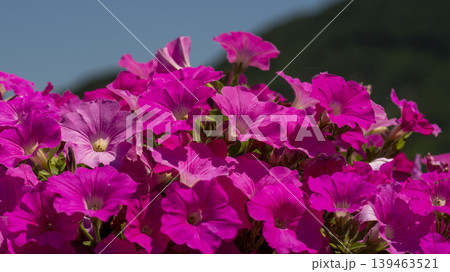 Jarasum Flower Festival 139463521