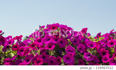 Jarasum Flower Festival Jarasum Flower Festival 139463522