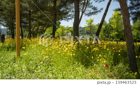 Jarasum Flower Festival 139463525