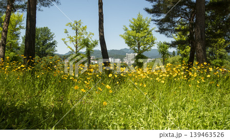 Jarasum Flower Festival Jarasum Flower Festival 139463526