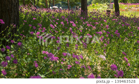 Jarasum Flower Festival Jarasum Flower Festival 139463528