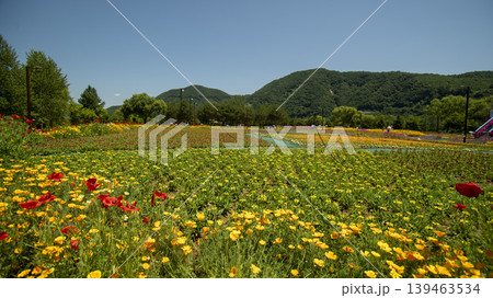 Jarasum Flower Festival 139463534