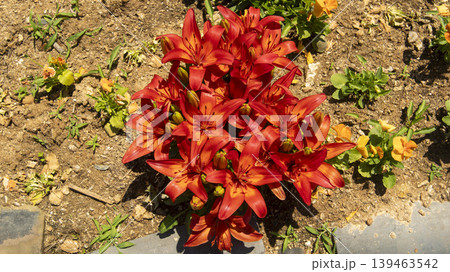 Jarasum Flower Festival Jarasum Flower Festival 139463542