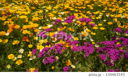 Jarasum Flower Festival Jarasum Flower Festival 139463545