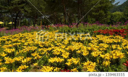 Jarasum Flower Festival 139463555