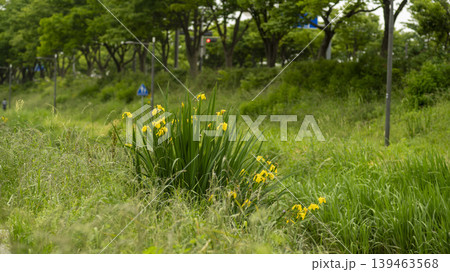 Jarasum Flower Festival 139463568