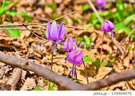 カタクリの花 カタクリの花 139464078