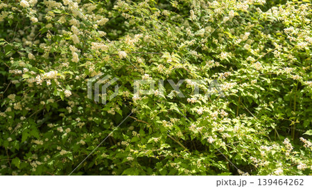 Badahyanggi Arboretum 139464262