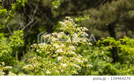 Badahyanggi Arboretum 139464270