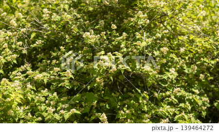 Badahyanggi Arboretum Badahyanggi Arboretum 139464272
