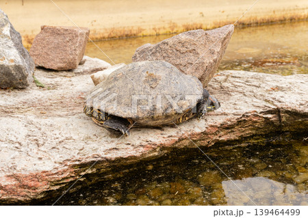A turtle is resting on a large rock by the water. The sun is setting in the background. The scene shows natural stones and clear water around the turtle 139464499