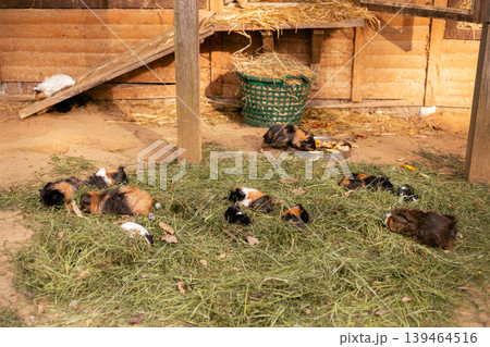 Several guinea pigs are resting and exploring in a barn filled with hay and grass. This setting shows their natural behavior in a simple farm environment Several guinea pigs are resting and exploring in a barn filled with hay and grass. This setting shows their natural behavior in a simple farm environment 139464516