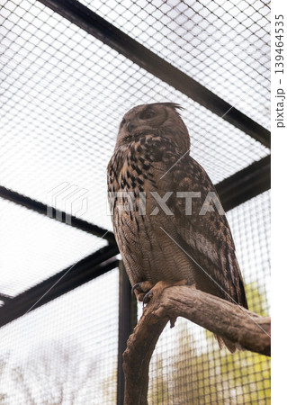 A large owl sits on a branch inside a metal cage. It has distinct markings and is in a wildlife sanctuary. The surroundings are bright with daylight A large owl sits on a branch inside a metal cage. It has distinct markings and is in a wildlife sanctuary. The surroundings are bright with daylight 139464535