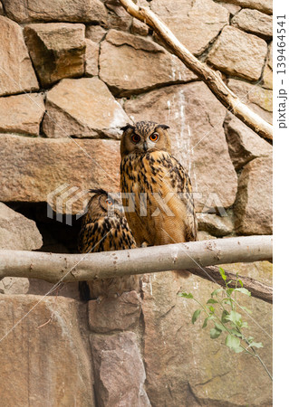 Two owls sit on a branch in front of a rocky wall. One owl stands tall while the other sits behind it. The scene shows natural surroundings and animal behavior in daylight 139464541