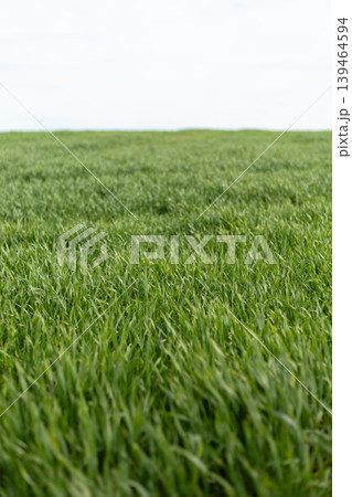 A vast field of green grass extends toward the horizon under a clear, bright sky. The scene captures the essence of a sunny daytime in the countryside 139464594