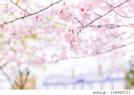 豊平館と満開の桜(豊平館はぼかしたバージョン) 豊平館と満開の桜(豊平館はぼかしたバージョン) 139464721