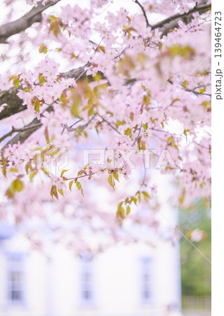豊平館と満開の桜(豊平館はぼかしたバージョン) 豊平館と満開の桜(豊平館はぼかしたバージョン) 139464723